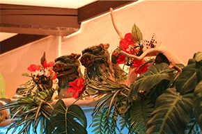 �z�K�X�F�X���ʐ^