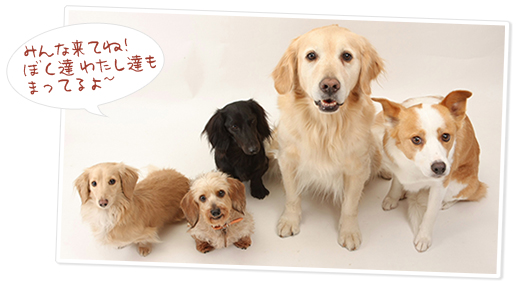 ドッグステージで待ってるよ!